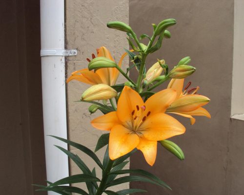 Orange Iris